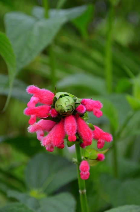 Salvia oxyphora (5)